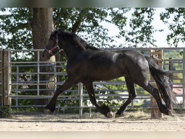 Frisone / Frisone Occidentale Stallone 3 Anni Morello in Schöllnach