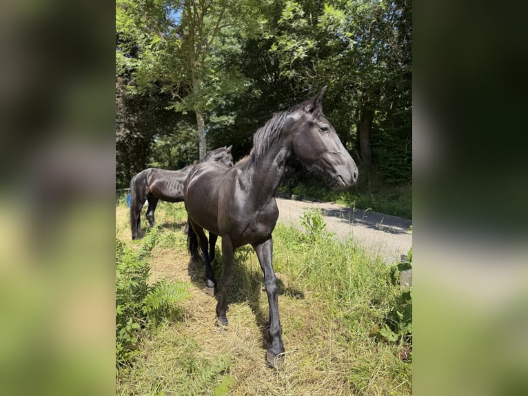 Frisone / Frisone Occidentale Stallone 3 Anni Morello in Saint-Étienne