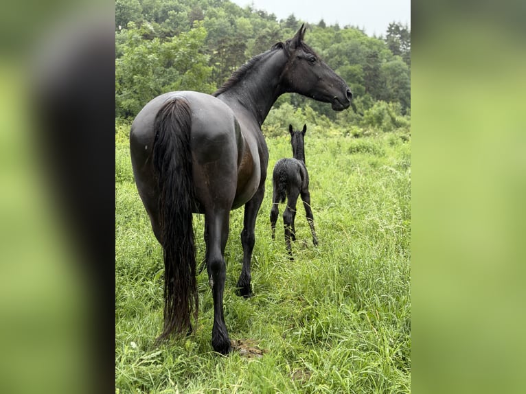 Frisone / Frisone Occidentale Stallone 3 Anni Morello in Saint-Étienne