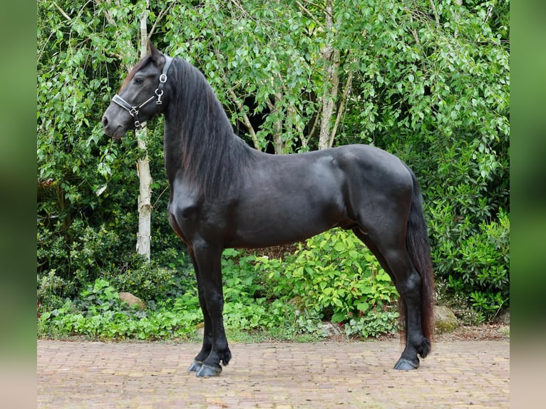 Frisone / Frisone Occidentale Stallone 4 Anni 160 cm Morello in Wapse