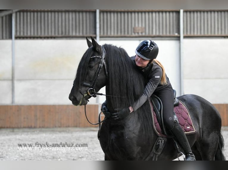 Frisone / Frisone Occidentale Stallone 4 Anni 162 cm Morello in Mijnsheerenland