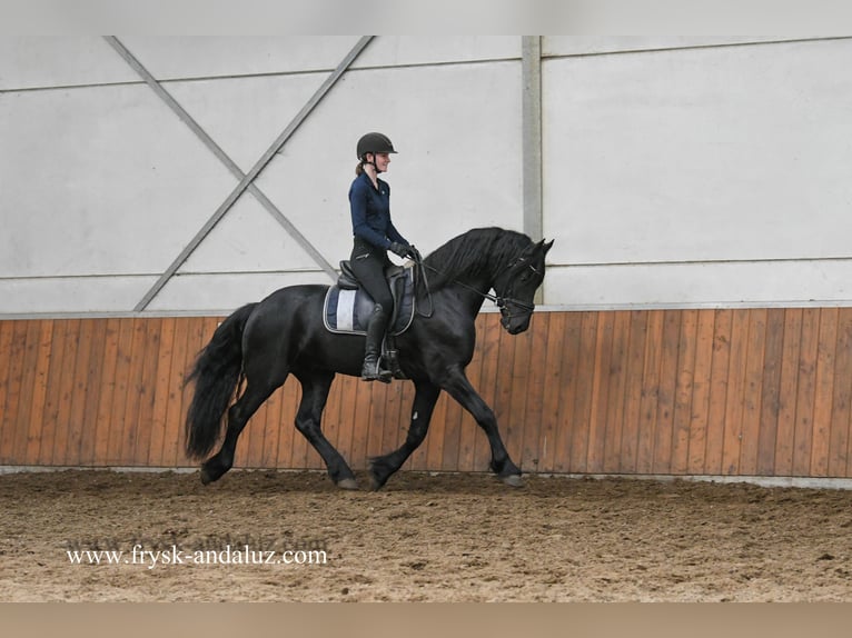 Frisone / Frisone Occidentale Stallone 4 Anni 163 cm Morello in Mijnsheerenland