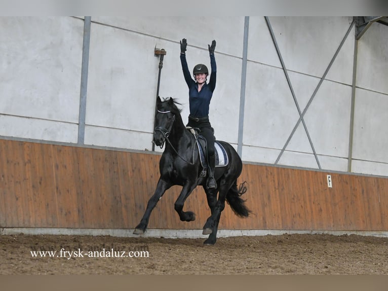 Frisone / Frisone Occidentale Stallone 4 Anni 163 cm Morello in Mijnsheerenland