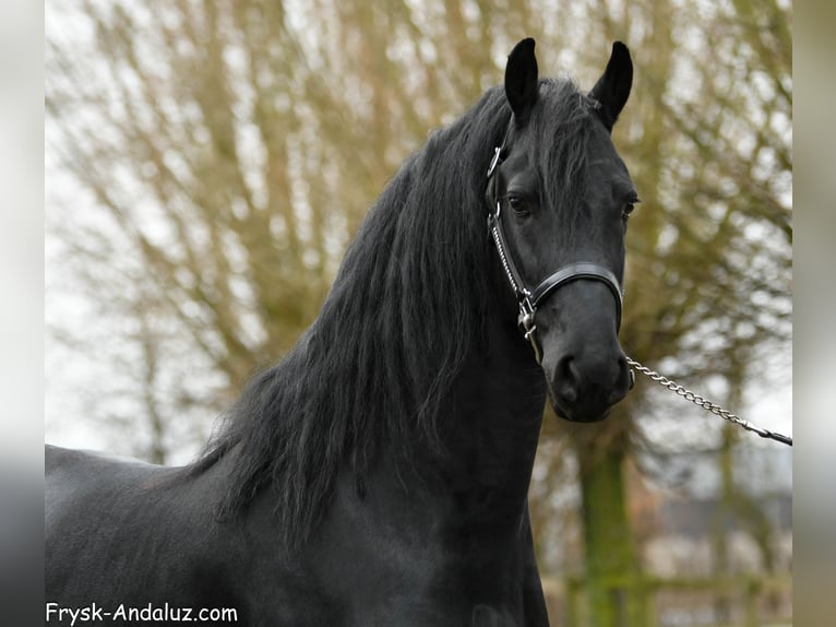Frisone / Frisone Occidentale Stallone 4 Anni 163 cm Morello in Mijnsheerenland