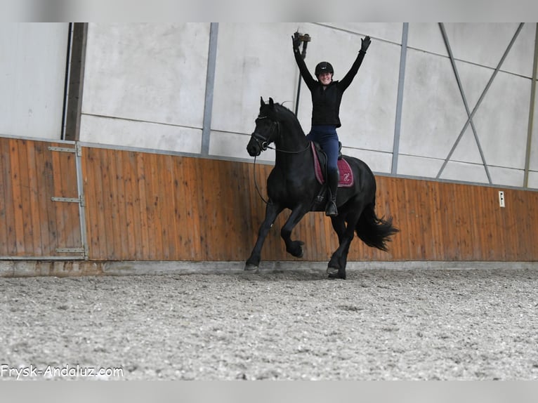 Frisone / Frisone Occidentale Stallone 4 Anni 163 cm Morello in Mijnsheerenland