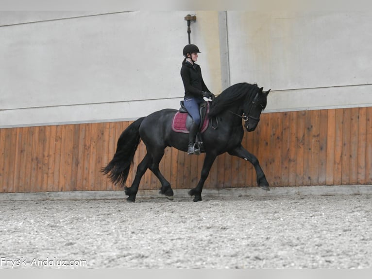 Frisone / Frisone Occidentale Stallone 4 Anni 163 cm Morello in Mijnsheerenland