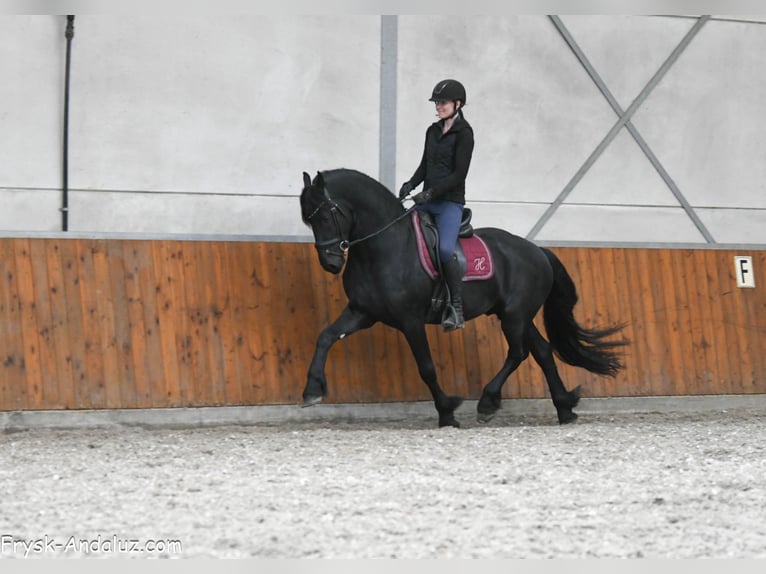 Frisone / Frisone Occidentale Stallone 4 Anni 163 cm Morello in Mijnsheerenland