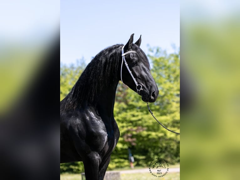 Frisone / Frisone Occidentale Stallone 4 Anni 165 cm in Drachten Frisone / Frisone Occidentale Stallone 4 Anni 165 cm in Drachten