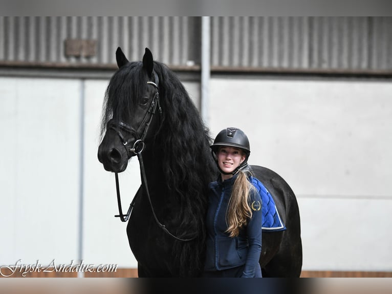 Frisone / Frisone Occidentale Stallone 4 Anni 165 cm Morello in Mijnsheerenland