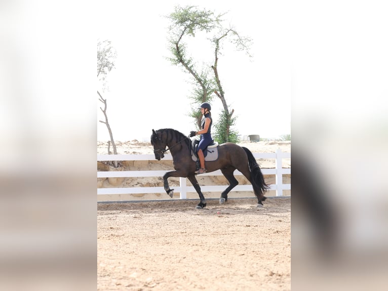 Frisone / Frisone Occidentale Stallone 4 Anni 165 cm Morello in Dubai