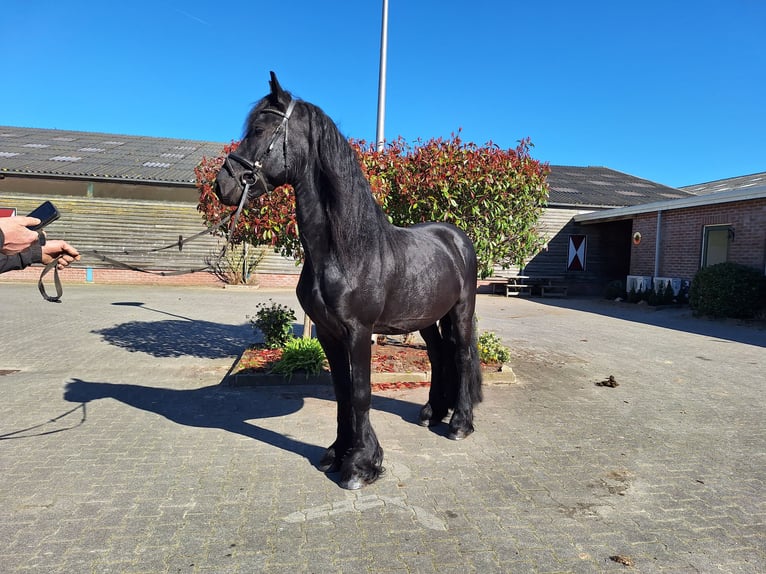Frisone / Frisone Occidentale Stallone 4 Anni 165 cm Morello in Dalen