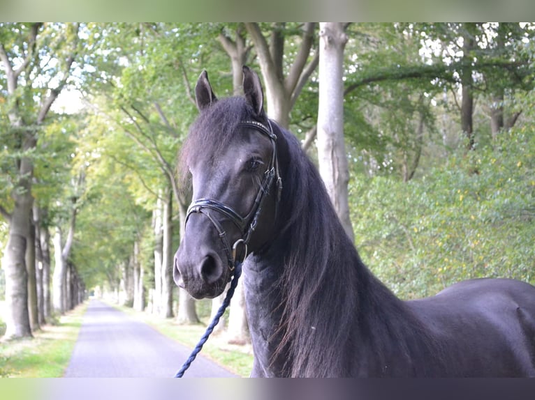 Frisone / Frisone Occidentale Stallone 4 Anni 165 cm Morello in Dalen