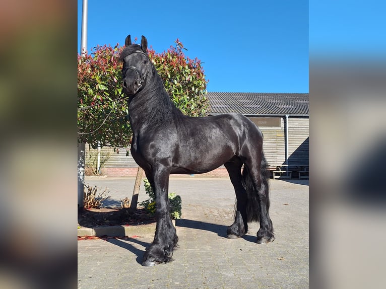 Frisone / Frisone Occidentale Stallone 4 Anni 165 cm Morello in Dalen