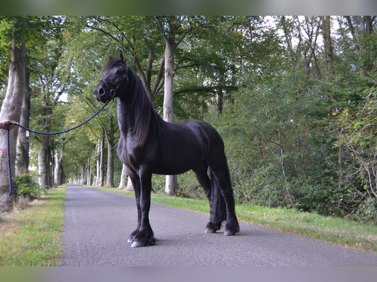 Frisone / Frisone Occidentale Stallone 4 Anni 165 cm Morello in Dalen