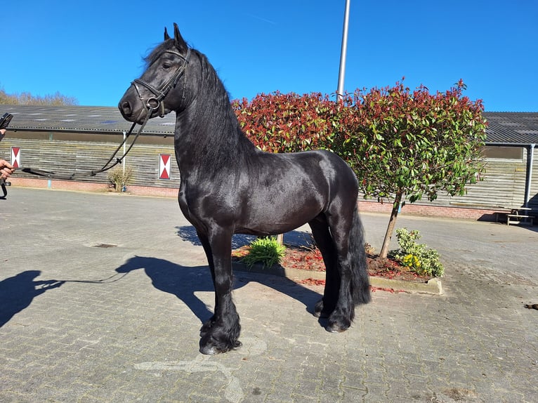 Frisone / Frisone Occidentale Stallone 4 Anni 165 cm Morello in Dalen
