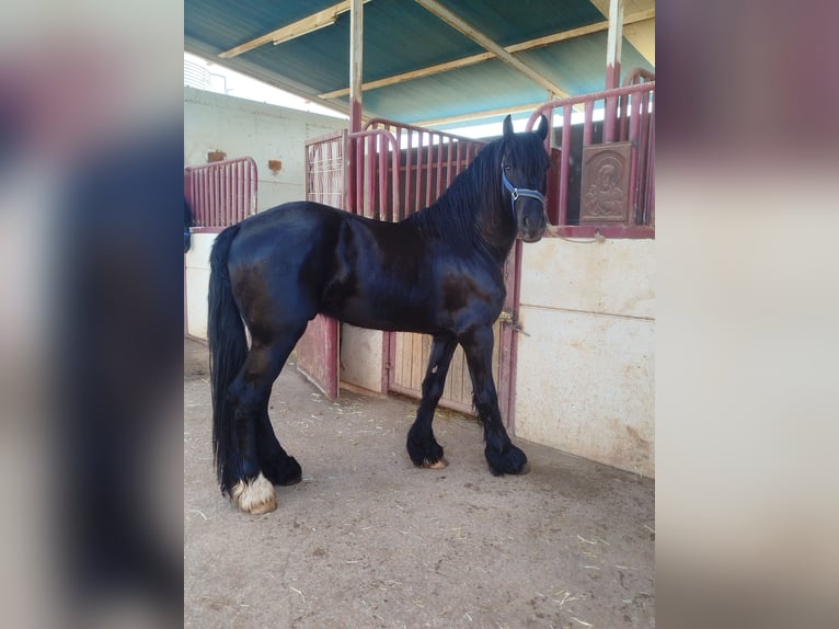 Frisone / Frisone Occidentale Mix Stallone 4 Anni 165 cm Morello in Ciudad Real