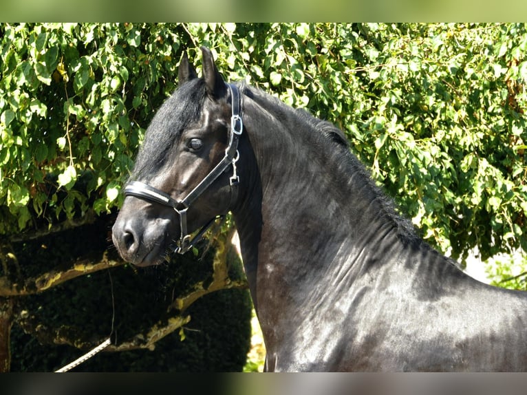 Frisone / Frisone Occidentale Stallone 4 Anni 166 cm Morello in Ochtendung