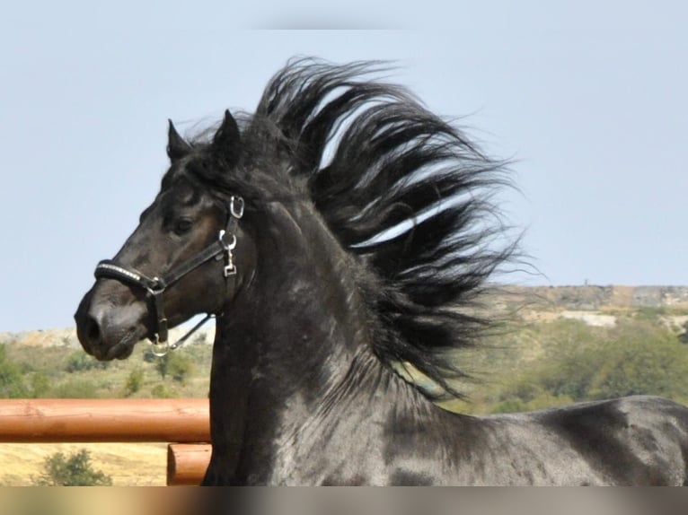 Frisone / Frisone Occidentale Stallone 4 Anni 166 cm Morello in Ochtendung