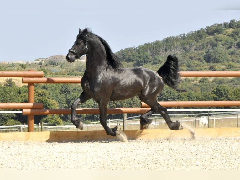 Frisone / Frisone Occidentale Stallone 4 Anni 166 cm Morello in Ochtendung