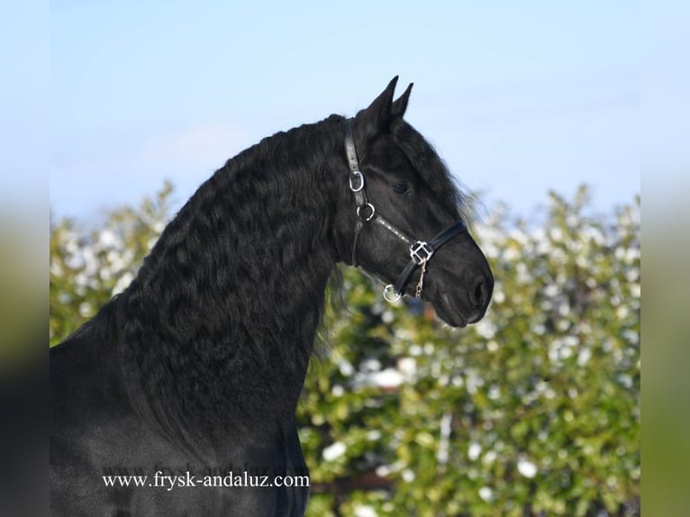 Frisone / Frisone Occidentale Stallone 4 Anni 166 cm Morello in Mijnsheerenland