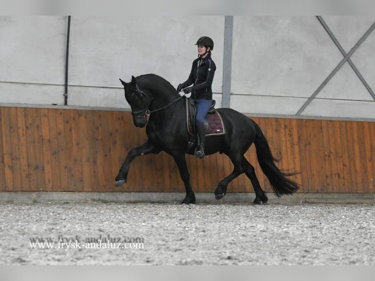 Frisone / Frisone Occidentale Stallone 4 Anni 166 cm Morello in Mijnsheerenland