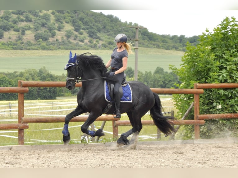 Frisone / Frisone Occidentale Stallone 4 Anni 167 cm Morello in Ochtendung