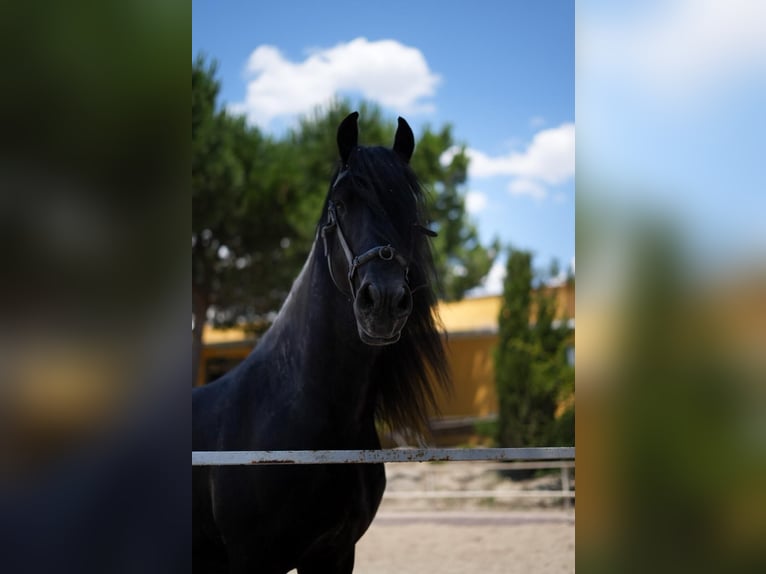 Frisone / Frisone Occidentale Stallone 4 Anni 168 cm Morello in Madrid