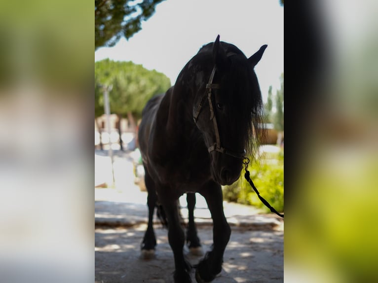 Frisone / Frisone Occidentale Stallone 4 Anni 168 cm Morello in Madrid