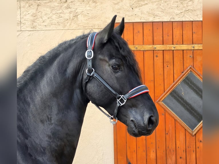 Frisone / Frisone Occidentale Stallone 4 Anni 169 cm Morello in Ochtendung