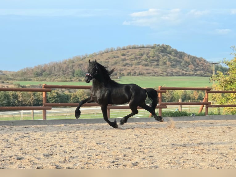 Frisone / Frisone Occidentale Stallone 4 Anni 169 cm Morello in Ochtendung