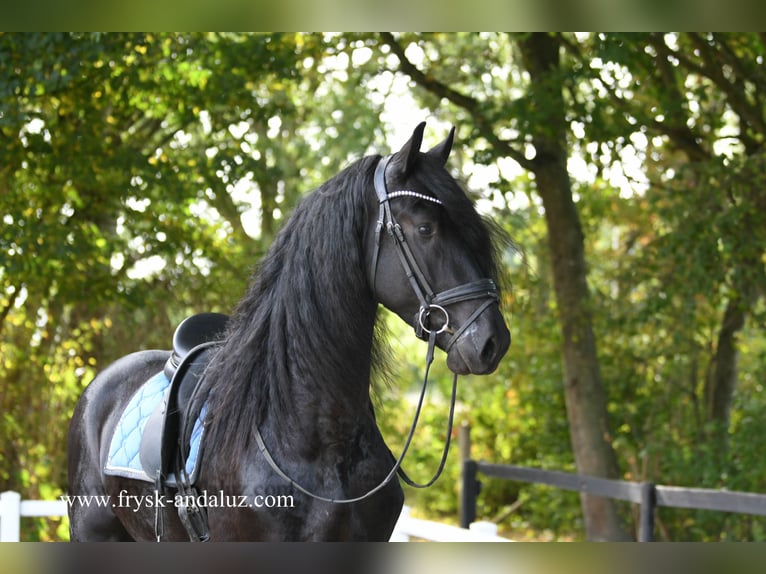 Frisone / Frisone Occidentale Stallone 4 Anni 170 cm Morello in Mijnsheerenland