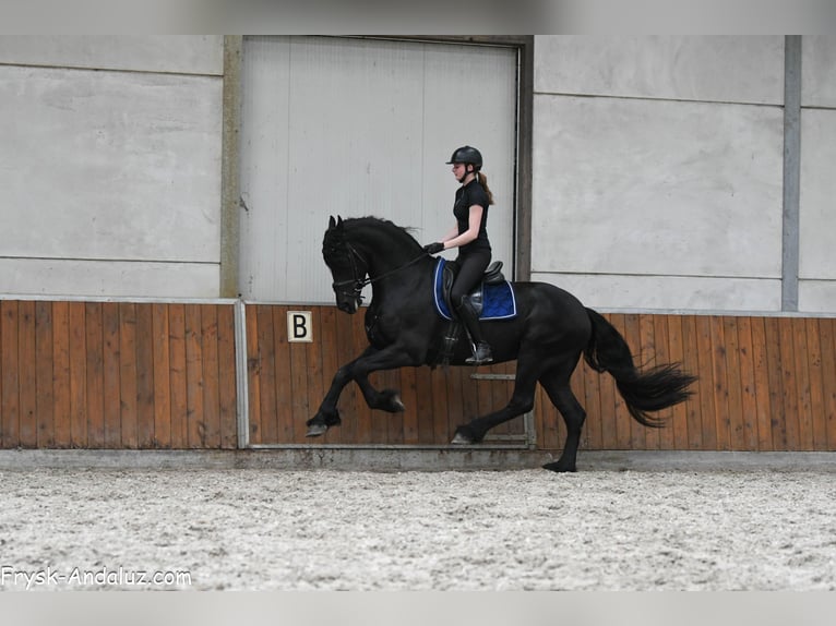 Frisone / Frisone Occidentale Stallone 4 Anni 170 cm Morello in Mijnsheerenland