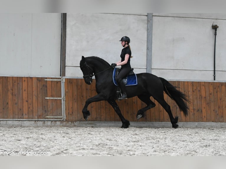Frisone / Frisone Occidentale Stallone 4 Anni 170 cm Morello in Mijnsheerenland