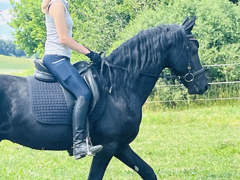 Frisone / Frisone Occidentale Stallone 4 Anni Morello in Ursensollen