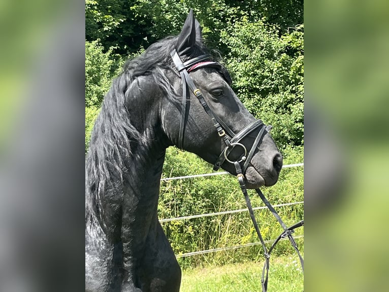 Frisone / Frisone Occidentale Stallone 4 Anni Morello in Ursensollen
