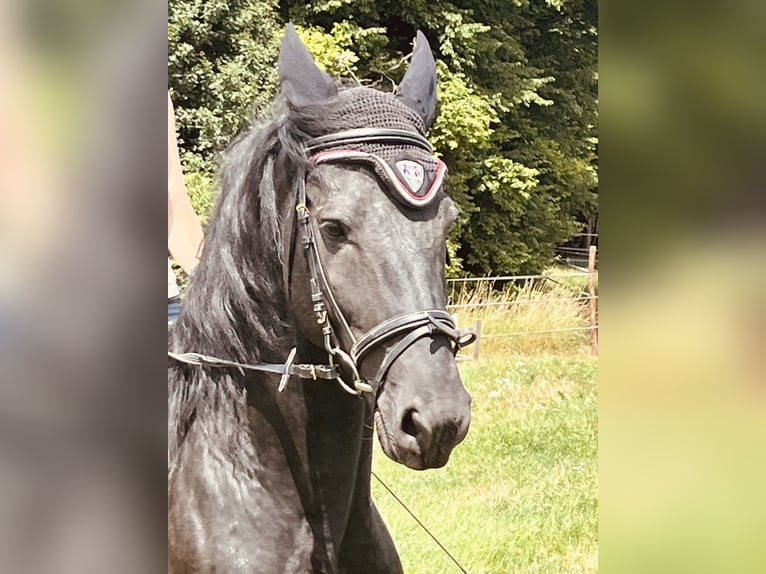 Frisone / Frisone Occidentale Stallone 4 Anni Morello in Ursensollen