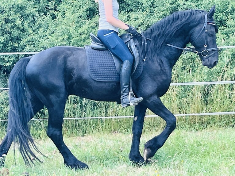 Frisone / Frisone Occidentale Stallone 4 Anni Morello in Ursensollen