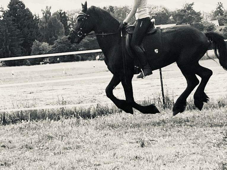 Frisone / Frisone Occidentale Stallone 4 Anni Morello in Ursensollen