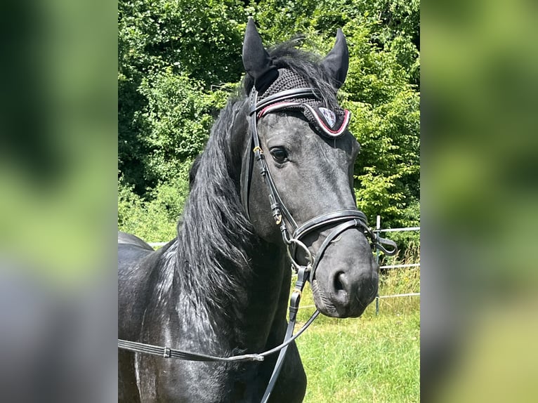 Frisone / Frisone Occidentale Stallone 4 Anni Morello in Ursensollen