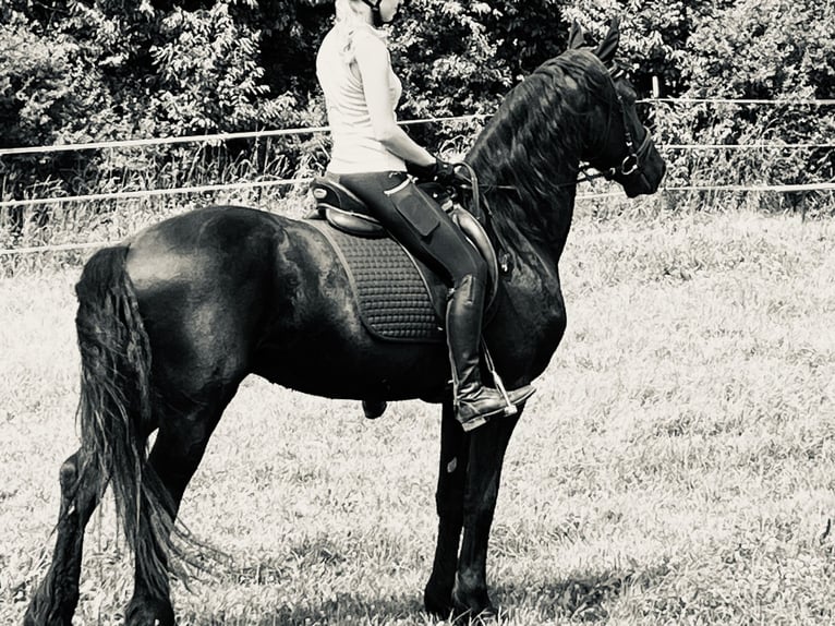 Frisone / Frisone Occidentale Stallone 4 Anni Morello in Ursensollen