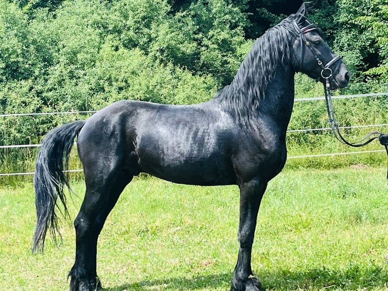 Frisone / Frisone Occidentale Stallone 4 Anni Morello in Ursensollen