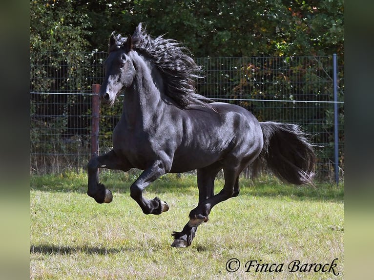 Frisone / Frisone Occidentale Stallone 5 Anni 158 cm Morello in Wiebelsheim