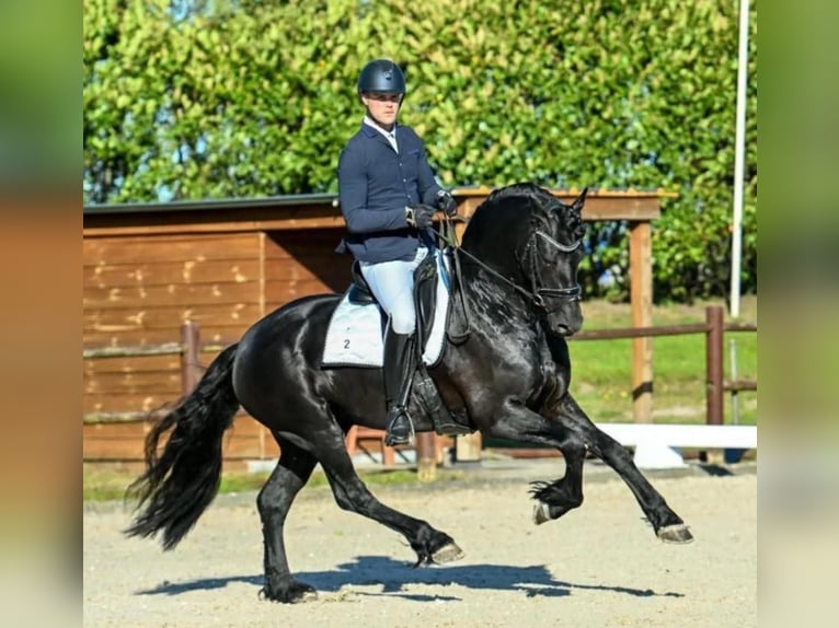Frisone / Frisone Occidentale Stallone 5 Anni 163 cm Morello in Waskemeer