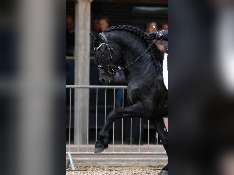 Frisone / Frisone Occidentale Stallone 5 Anni 163 cm Morello in Waskemeer