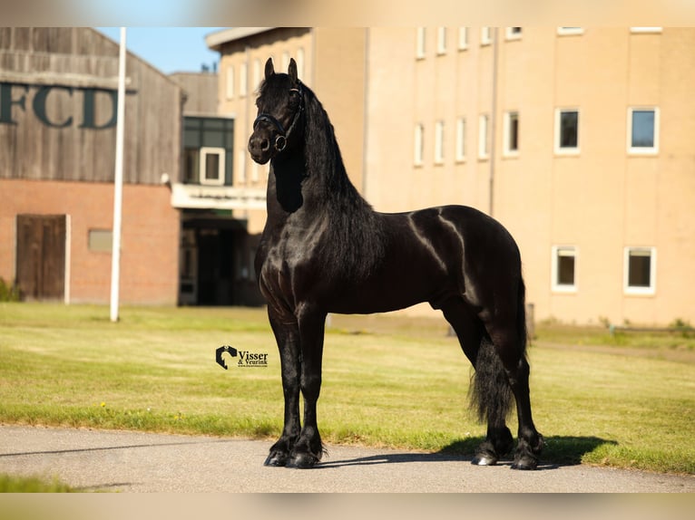Frisone / Frisone Occidentale Stallone 5 Anni 163 cm Morello in Drachten