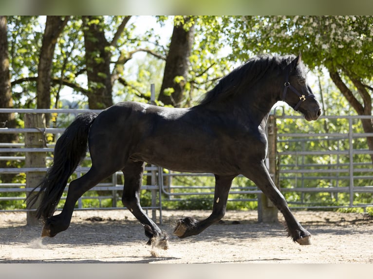 Frisone / Frisone Occidentale Stallone 5 Anni 163 cm Morello in Schöllnach