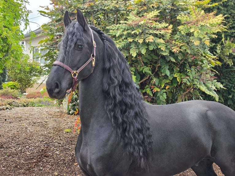 Frisone / Frisone Occidentale Stallone 5 Anni 164 cm Morello in Ochtendung