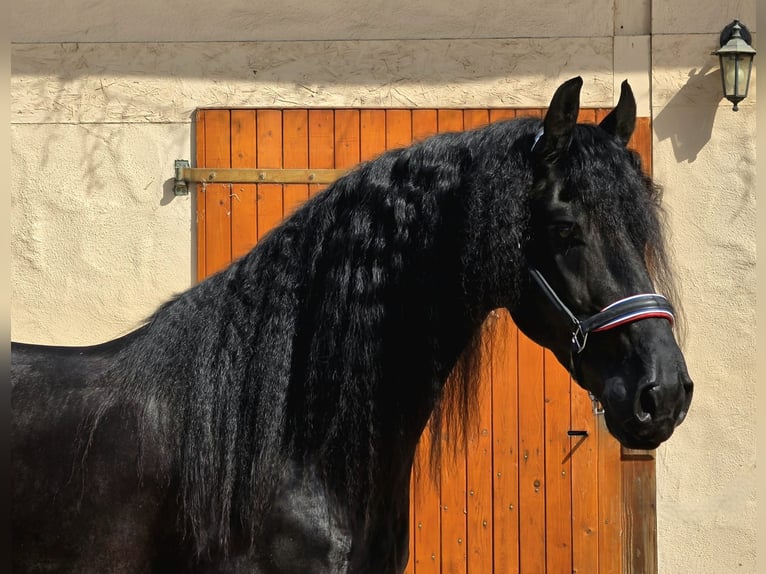 Frisone / Frisone Occidentale Stallone 5 Anni 165 cm Morello in Ochtendung