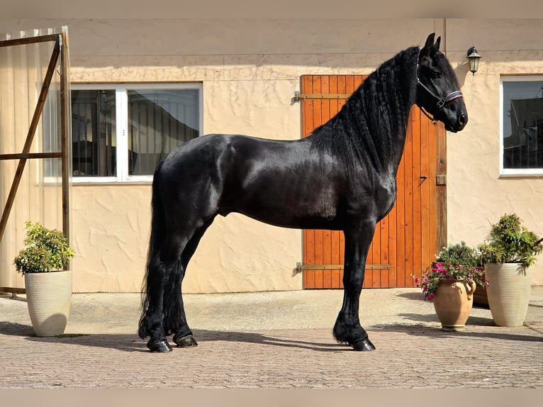 Frisone / Frisone Occidentale Stallone 5 Anni 165 cm Morello in Ochtendung
