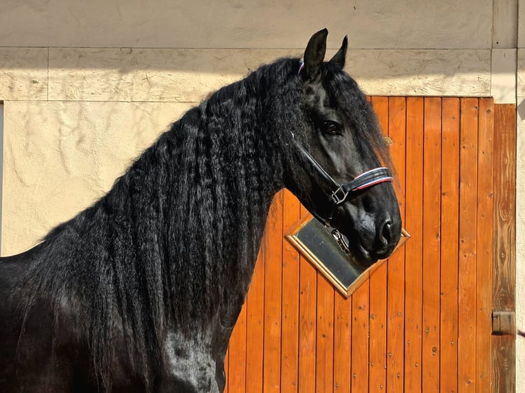 Frisone / Frisone Occidentale Stallone 5 Anni 165 cm Morello in Ochtendung